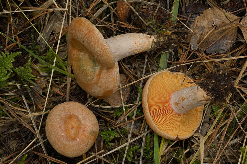 Lactarius deliciosus
